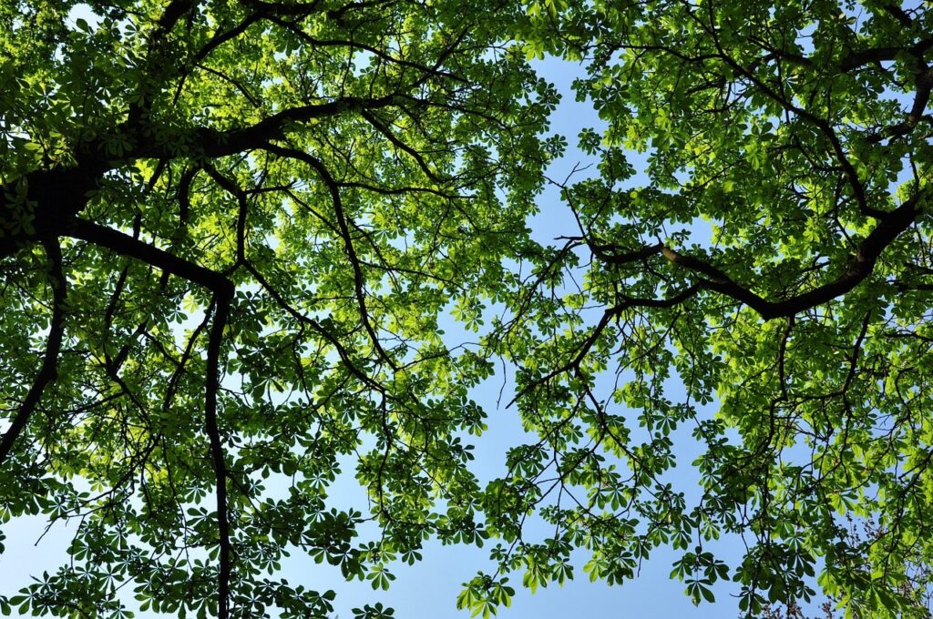 Image of tree canopy to sky view, representing climate