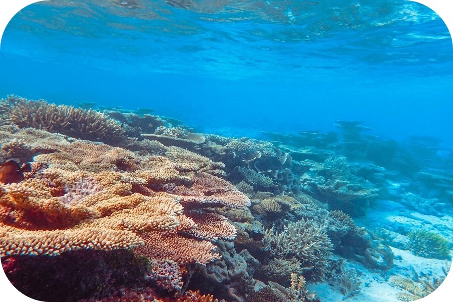 A vibrant coral reef at risk from the impact of climate change and warming ocean temperatures