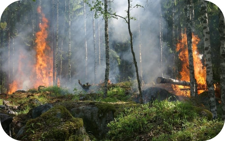 Wildfire in woodland, representing the risk of wildfire from the impacts of climate change