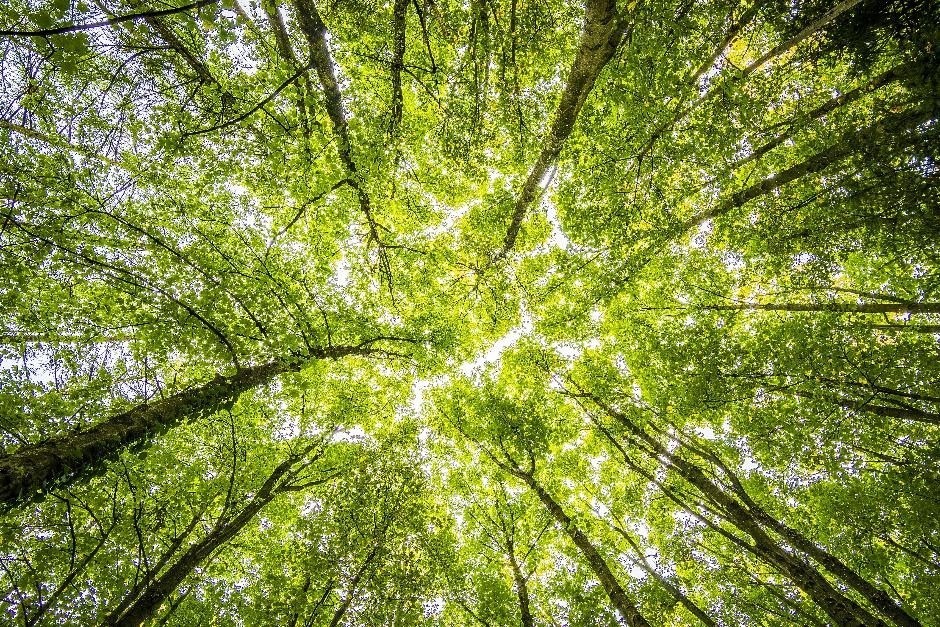 Image of sunshine through a tree canopy from below, representing a bright future. 