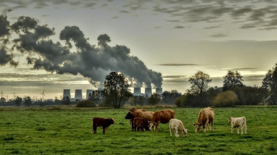 Livestock in foreground, power station in background, representing two human greenhouse gas emission sources.