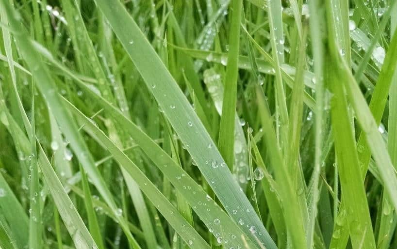 Image of grass dew