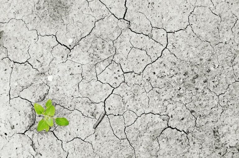 Image of single green shoot on dry cracked earth.