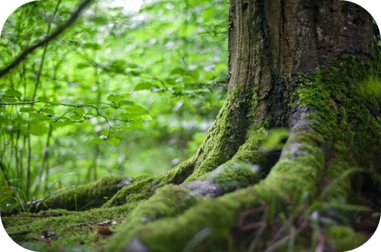 Image of a large tree trunk