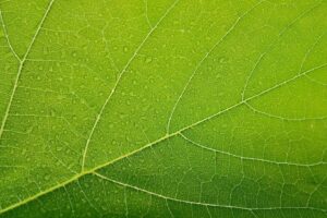 Image of a leaf in close-up focus