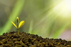 Image of green shoot emerging from soil