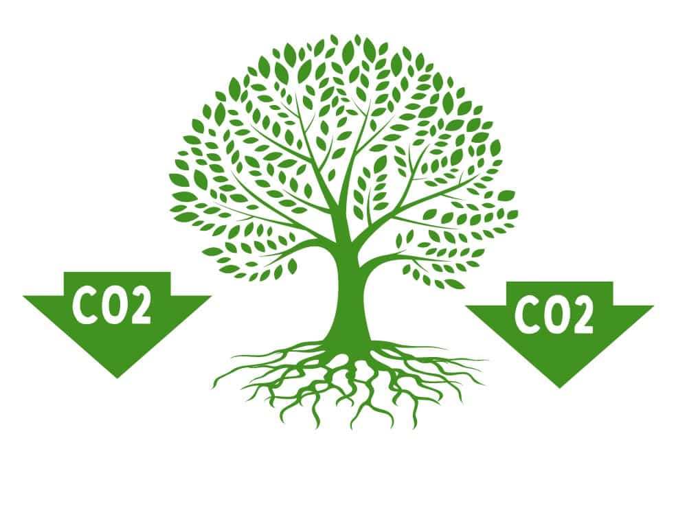 Graphic representing the drawdown of CO2 by trees into biomass and soil storage. 