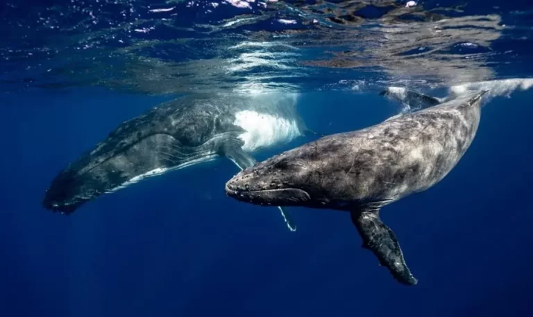 Image of two Blue Whales under the ocean surface