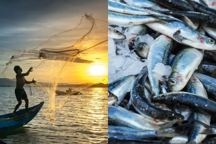 Split image of sustainable fishing practices and a fish harvest. 