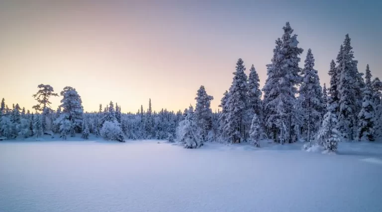 Boreal forest, a vital global carbon store.