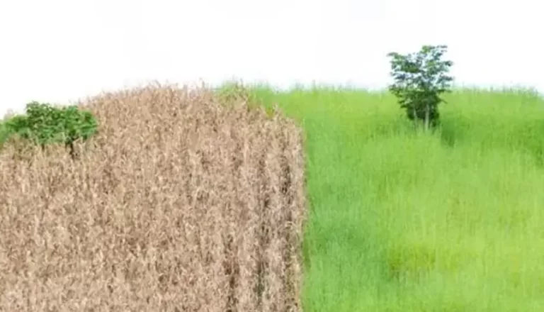 Image of land in two conditions, displaying potential impact of failure to address climate change.