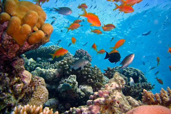 Coral reefs, one of the world's most biodiverse ecosystems at risk of tipping into decline. 