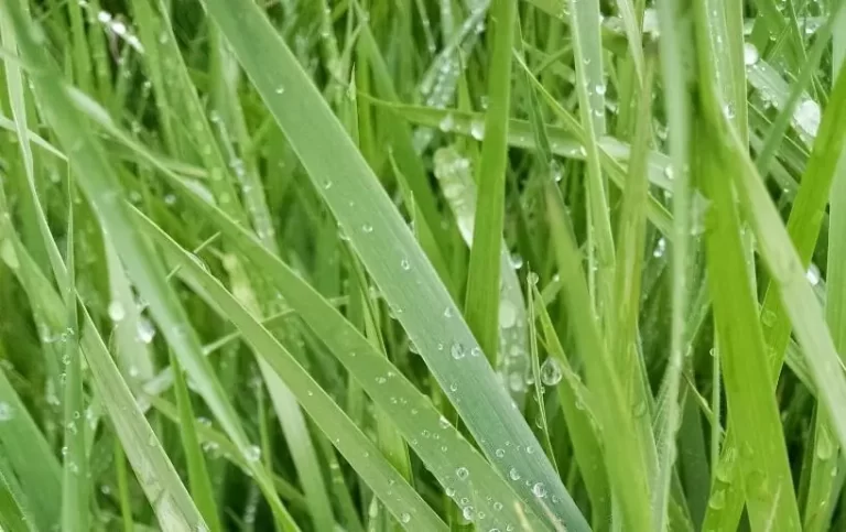 close up image of green grass with dew