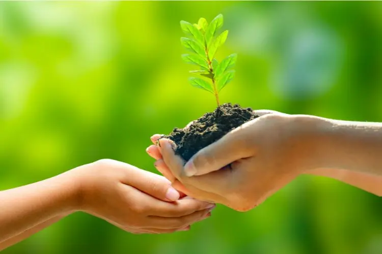 Image of a sapling in a hand, representing biodiversity. 