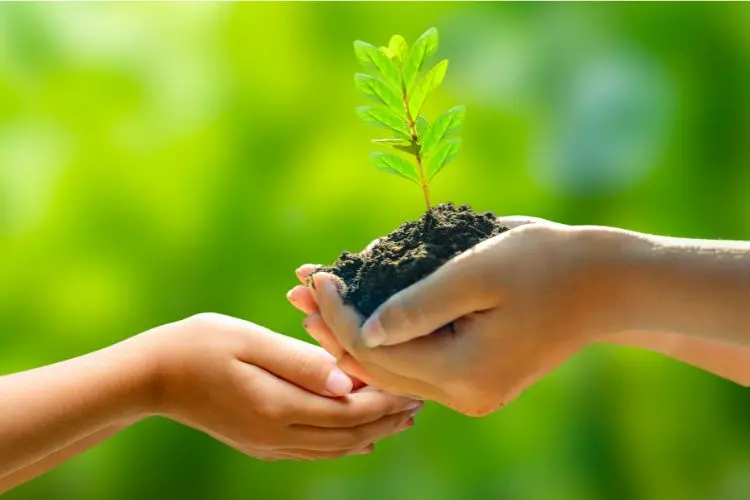 Image of young plant held in hands, being passed to another set of hands.