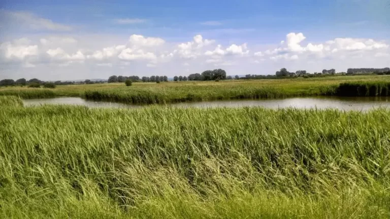 Image of a restored coastal wetland, a key habitat suited to rewilding that can benefit both nature and society. 