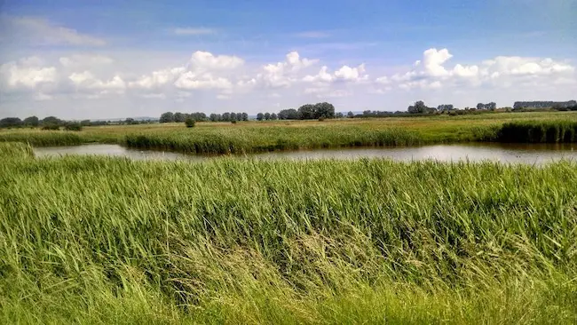 Image of a Salt Marsh habitat, a potential carbon sequestration source that also offers the co-benefit of various ecosystem services. 