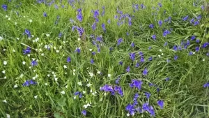 Image of a wildflower meadow