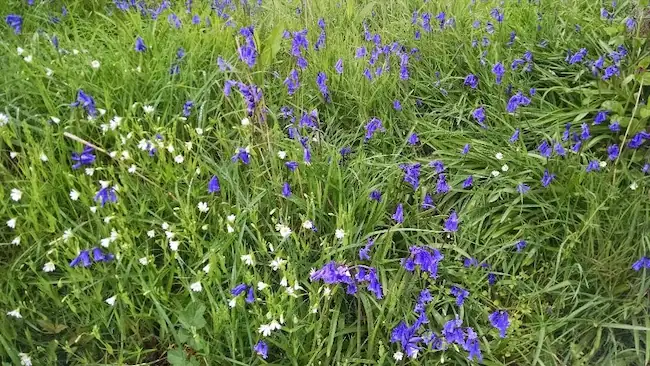 Image of wildflowers, a valuable feature in a sustainable garden to support wildlife. 