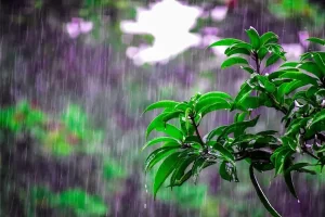 Image of heavy rainfall on tree branch