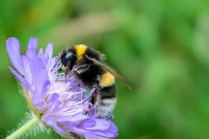 Image of a bee collecting pollen from a flower