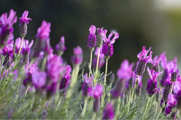 Image of lavender plants