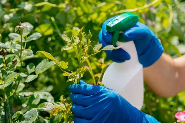 Image of pesticides being applied to planting. 