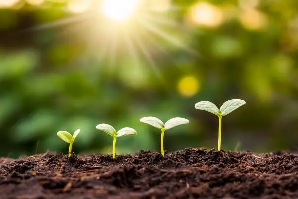 Image of seedlings growing in the sunlight