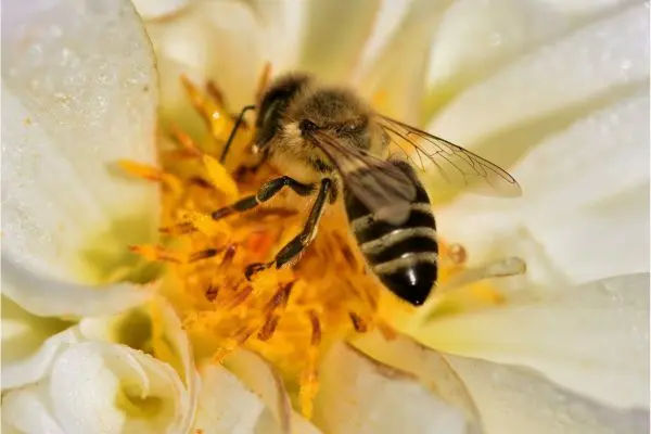 Image of a bee collecting nectar from a flower.