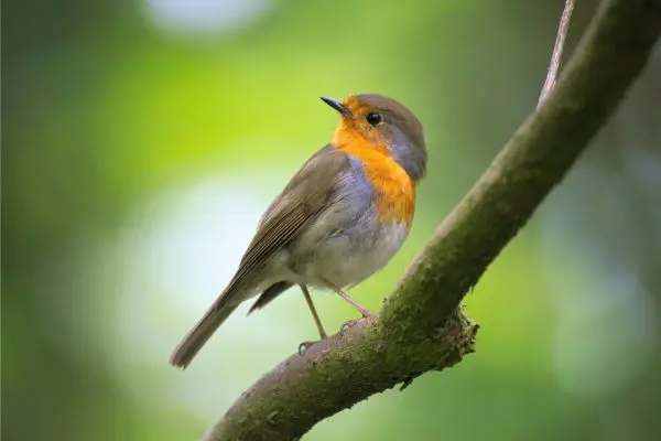 Image of a Robin bird standing on a branch