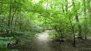 Image of woodland pathway