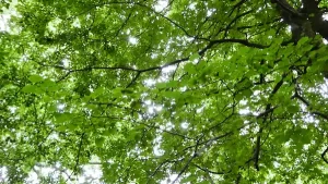 Image of a tree canopy