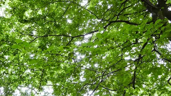 Image of a tree canopy viewed from below.