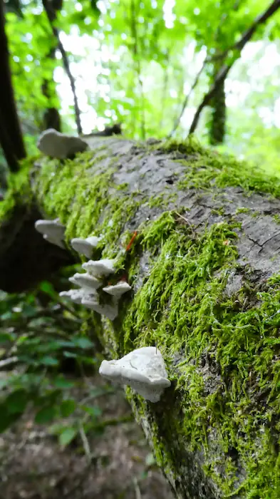 Image of a fallen overgrown tree trunk, with moss and fungi growing upon it.