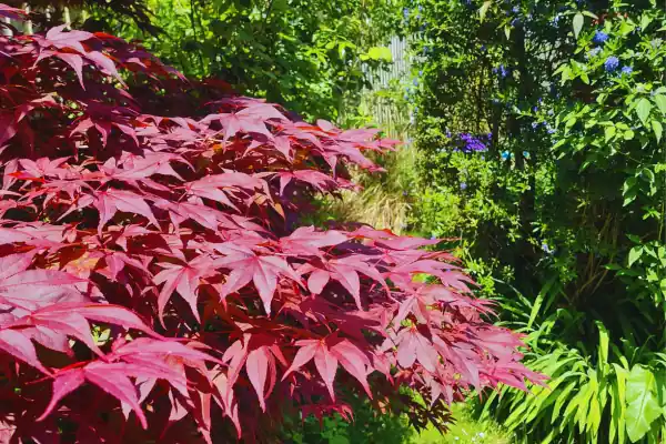 Image of rewilding garden hedgerow